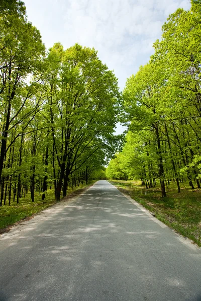 Estrada vazia entre árvores — Fotografia de Stock