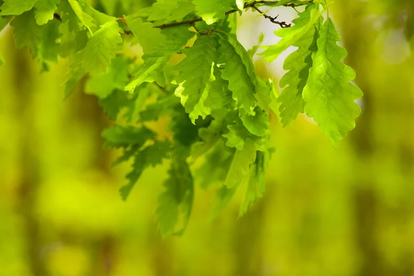 Junge Eichenblätter — Stockfoto