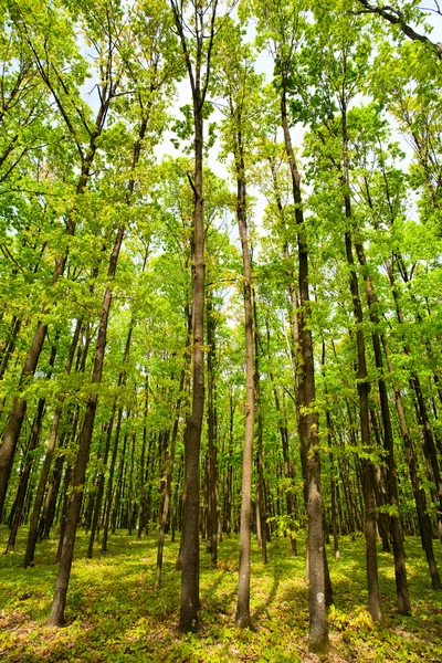Νεαρό δάσος με τις βελανιδιές — Φωτογραφία Αρχείου