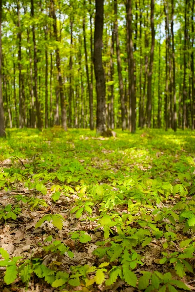 Νεαρό δάσος με τις βελανιδιές — Φωτογραφία Αρχείου