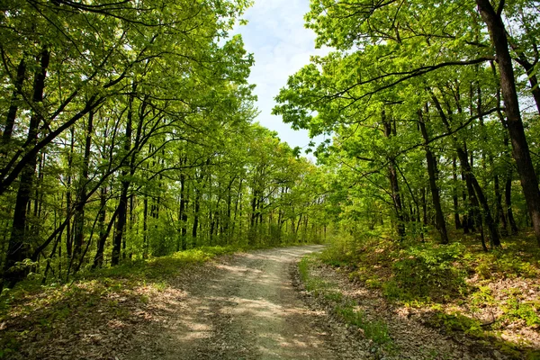 Сельская дорога через деревья — стоковое фото