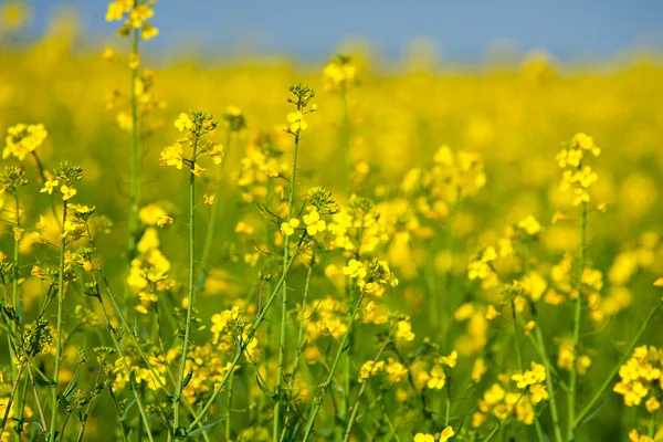 Rapsfeld — Stockfoto