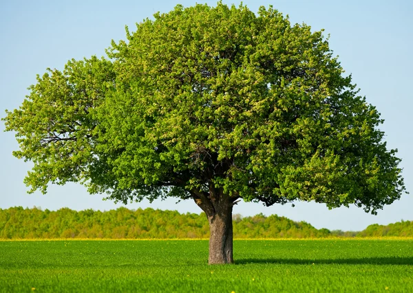 Osamělý strom v poli — Stock fotografie