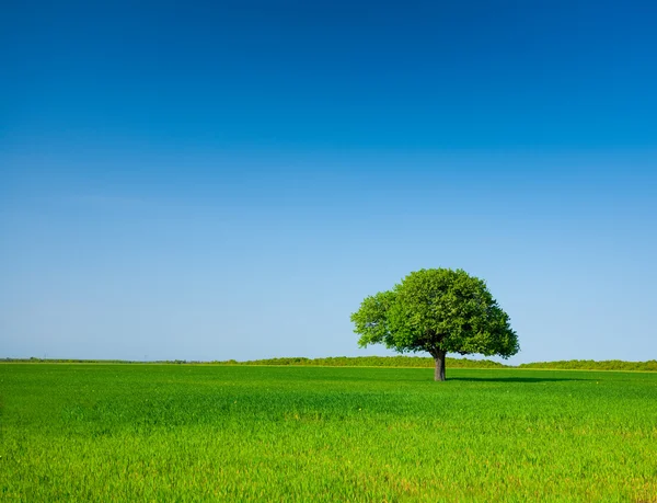 Árbol solitario en un campo de trigo — Stockfoto