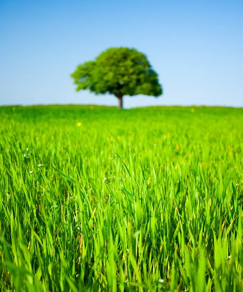 Árbol solitario en un campo de trigo — Foto de Stock