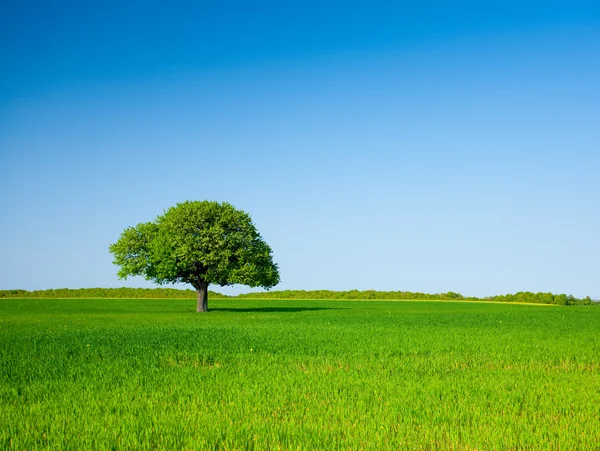 Osamělý strom v poli — Stock fotografie