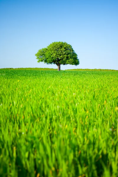 Albero solitario in un campo di grano — Foto Stock