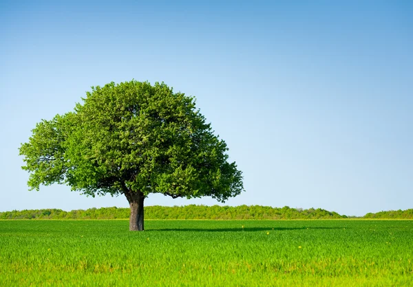 Samotny drzewa w polu pszenicy — Zdjęcie stockowe