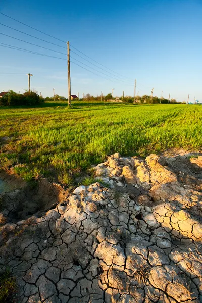Gedroogde modder en tarweveld — Stockfoto