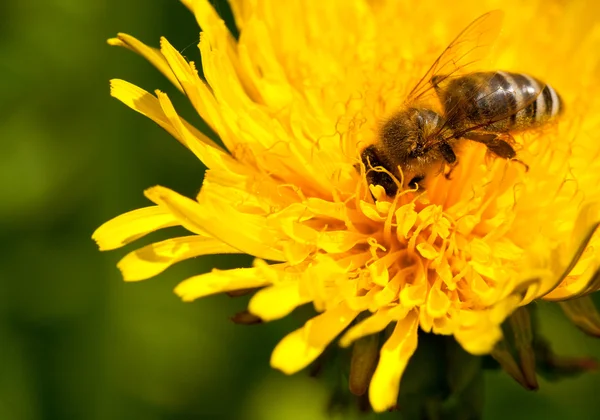 Πολυάσχολη μέλισσα επικονίασης — Φωτογραφία Αρχείου