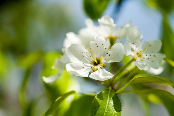Pear flowers in a garden — Stock Photo, Image