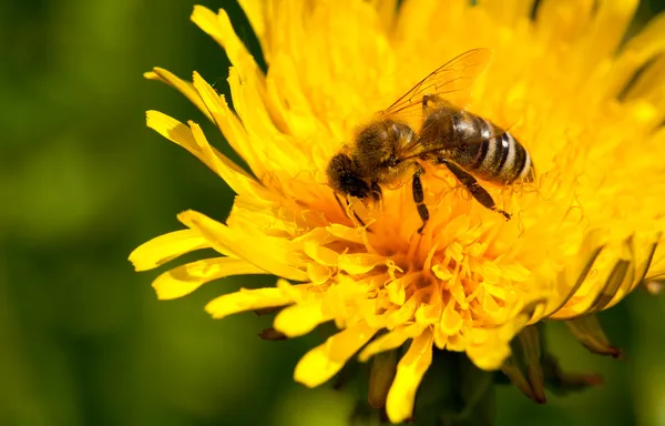 Upptagen bee pollinerar — Stockfoto