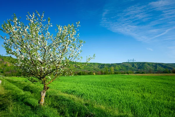 Árbol solitario en campo de trigo — Foto de Stock