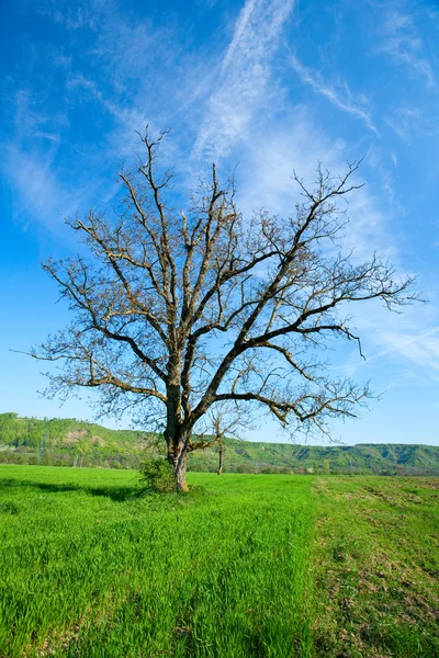Одинокое дерево на пшеничном поле — стоковое фото