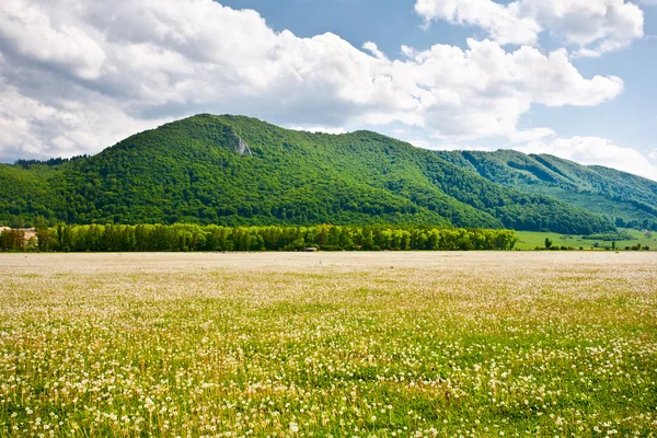 Dandelions alan ve dağlar ile peyzaj — Stok fotoğraf