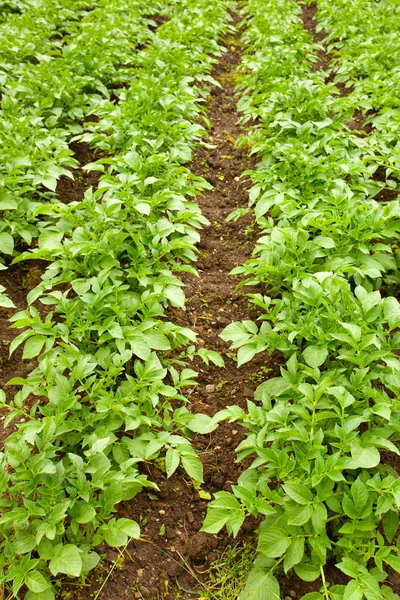 Potatoes field — Stock Photo, Image