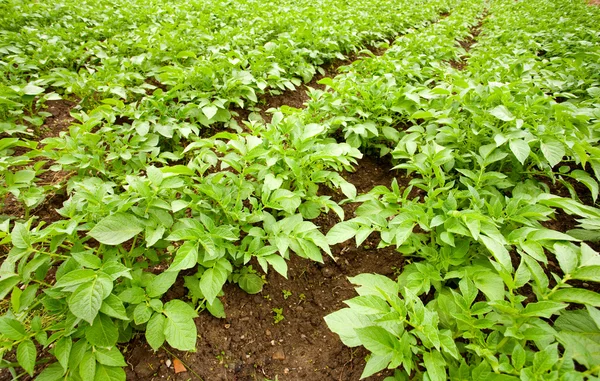 Potatis fältet — Stockfoto