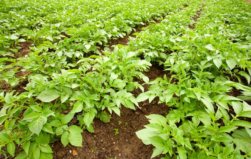 fs19 planting potatoes field 8 us map