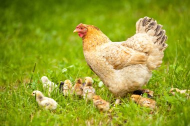 Chicken with babies