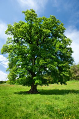 Single oak tree clipart