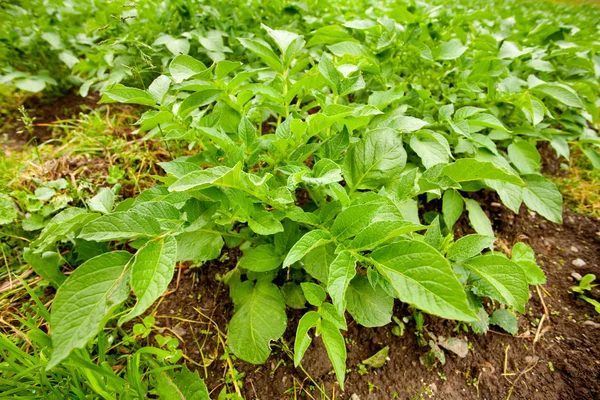 Folhas de batata — Fotografia de Stock