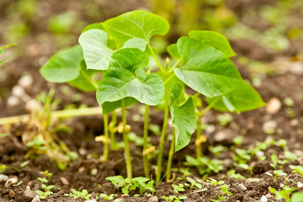 Bean seedling — Stock Photo, Image