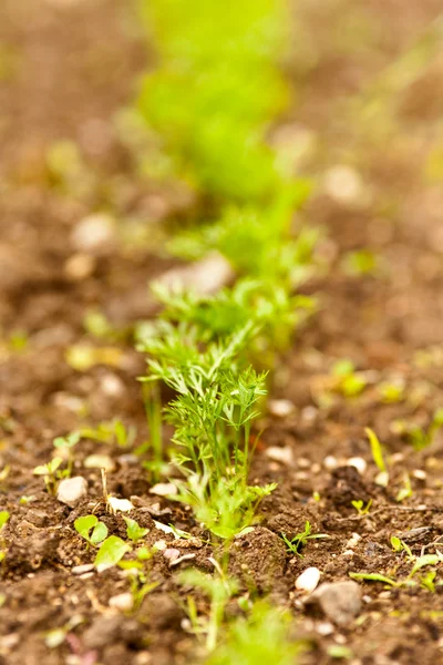 Carrot seedlings — Stock Photo, Image