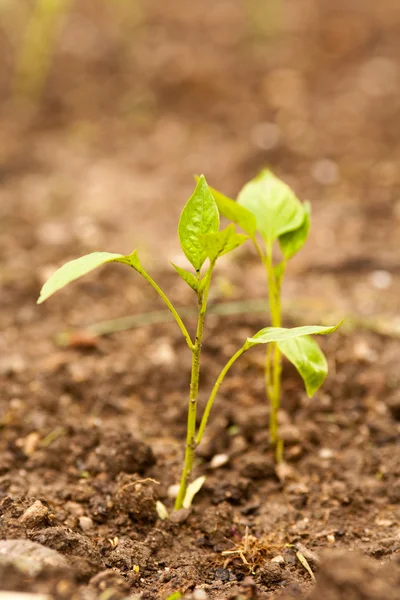 Pepper seedling — Stock Photo, Image