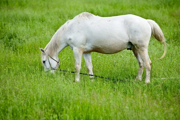 Fehér ló legeltetés — Stock Fotó