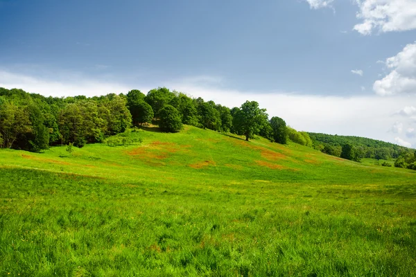 Пейзаж з пагорбом і лісом — стокове фото