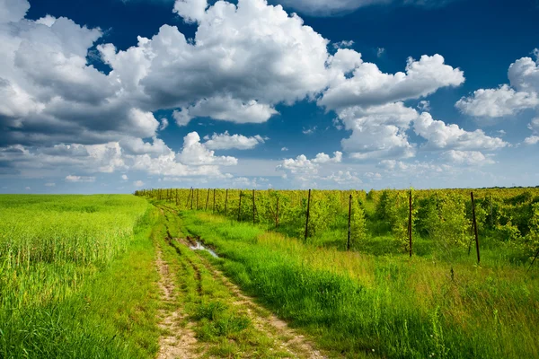 Виноградник і хмарне небо — стокове фото