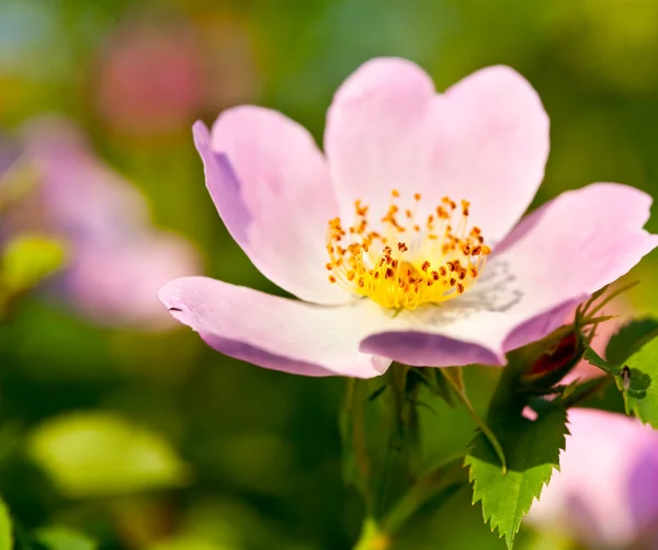 Briar różowy kwiat — Zdjęcie stockowe