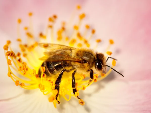 Working bee — Stock Photo, Image