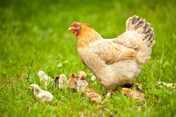Hühner mit Babys Stockbild