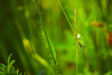 Green cricket clipart