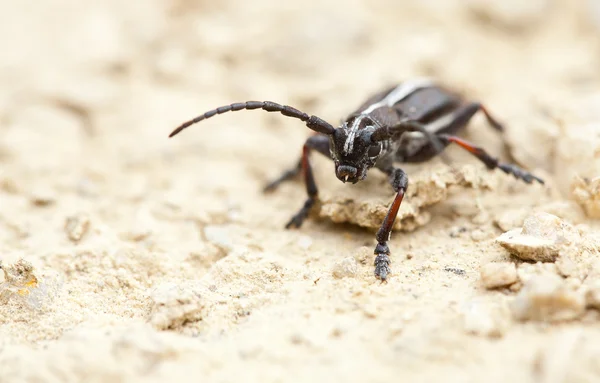 黑蟑螂 — 图库照片