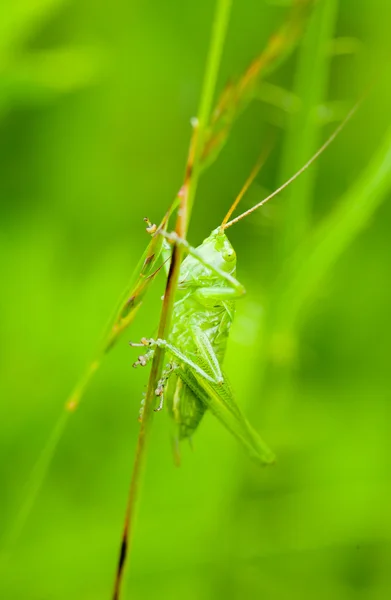 Grüne Cricket — Stockfoto