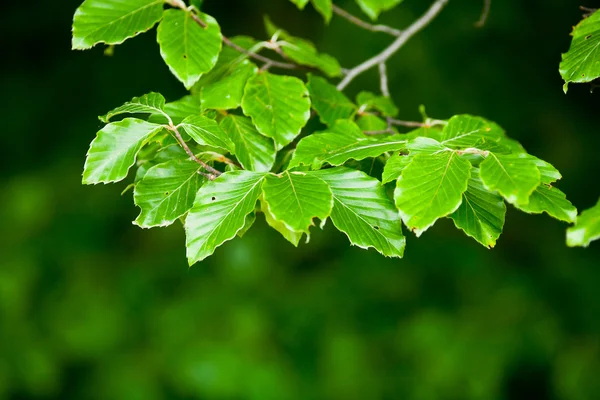 Березовые листья — стоковое фото