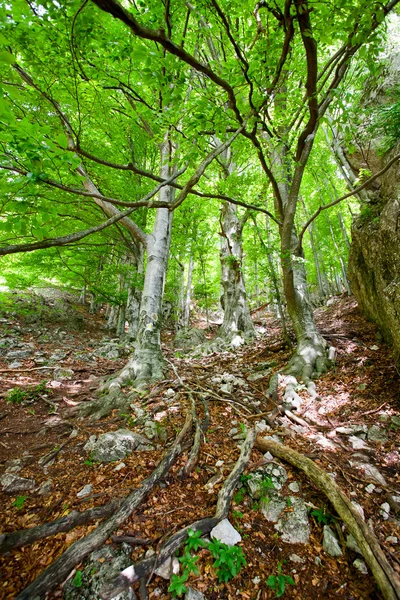 Vecchia foresta — Foto Stock