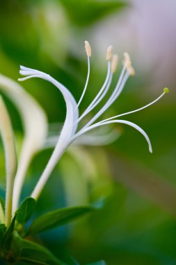 Honeysuckle flower clipart