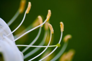 Honeysuckle flower clipart