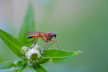 Close-up of an insect clipart