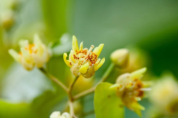 stock image Tilia flowers