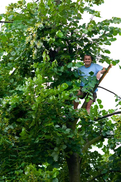 Muž vyšplhal na stromě tilia — Stock fotografie