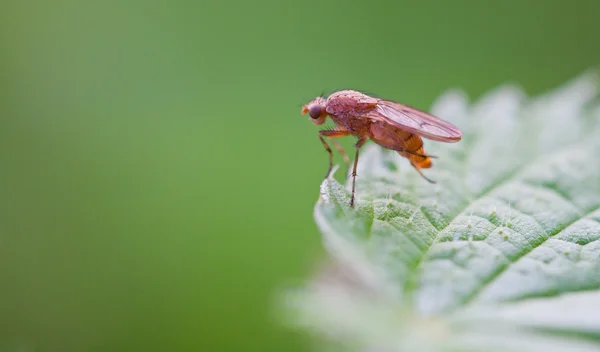 Close-up de um bug — Fotografia de Stock