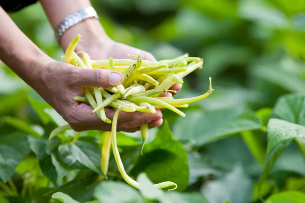 stock image Pile of string beans