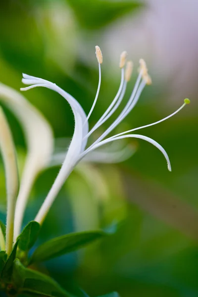 Flor de madressilva — Fotografia de Stock