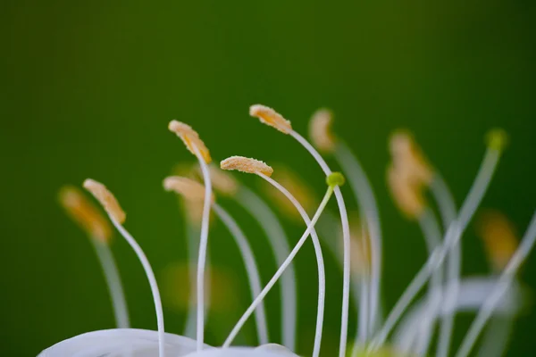 Chèvrefeuille fleur — Photo