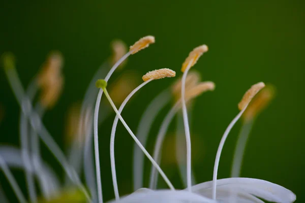 Madreselva flor —  Fotos de Stock