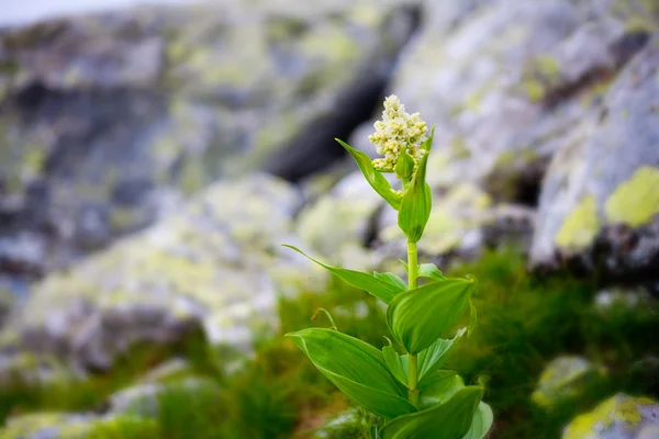 Light yellow alpine flower — Stock Photo, Image